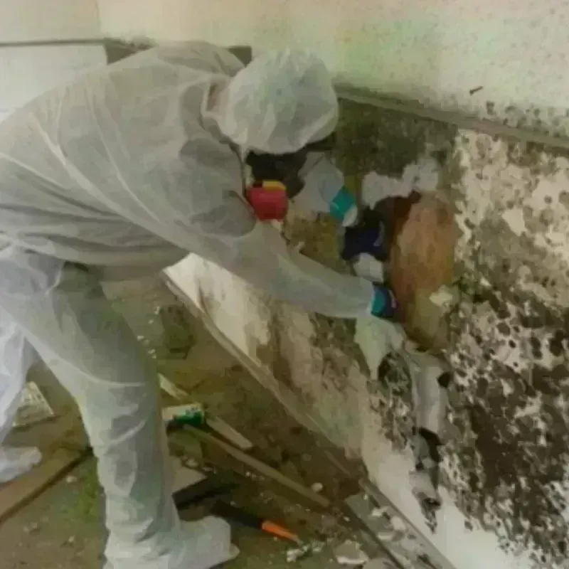 Mold Remediation and Removal in Wapello, IA